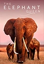 ELPHQ - The Elephant Queen