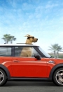 MARMA - Marmaduke